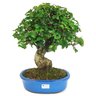 bonsai_ligustrum_14_anos_37_cm_11604_3_9213f8c934b16b0374053d2d484d247c