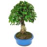 bonsai_ligustrum_14_anos_37_cm_11604_1_6636dc3c4c5ead25a66229e28194a207