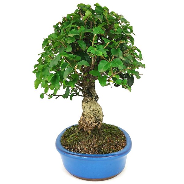 bonsai_ligustrum_14_anos_37_cm_11604_1_6636dc3c4c5ead25a66229e28194a207