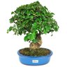 bonsai_ligustrum_14_anos_37_cm_11604_2_a7fecbe34feb3b177081081666989bee