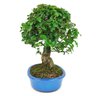 bonsai_ligustrum_14_anos_37_cm_11604_4_0ccf9a1c4139c2646af33c5119edbb0c