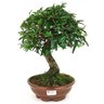 bonsai_caliandra_rosa_10_anos_37_cm_11630_1_b84466286ee02f4eed9aae9fdb6e28aa