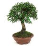 bonsai_caliandra_rosa_10_anos_37_cm_11630_2_a993ca3b0d0876e8f36f128a5405d11e