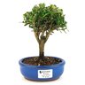 bonsai_buxus_harlandii_2_anos_18_cm_11728_1_a1a01652abd64abb8473cb2361effd80