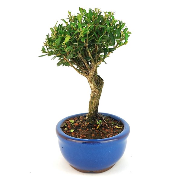 bonsai_buxus_harlandii_2_anos_18_cm_11728_2_6e1537c10bb7fe99dc5339db78a59e47