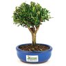 bonsai_buxus_harlandii_2_anos_18_cm_11728_3_78f8ccd4d6de345e512f2c930428bdd8