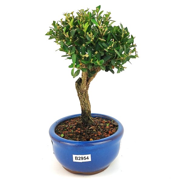 bonsai_buxus_harlandii_2_anos_18_cm_11728_4_9b306c651f6475065eebfce03fdcc879