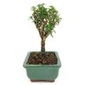 bonsai_serissa_dobrada_branca_2_anos_15_cm_11748_2_d41194c6cbccc95f9021792231ff78ed