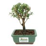 bonsai_serissa_dobrada_branca_2_anos_15_cm_11748_3_8ad12d579ce3da9b0fce6f9291a0d4a7