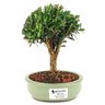 bonsai_buxus_harlandii_2_anos_17_cm_11768_1_47c2f9c967a327eccb4aa0b431a6ab14