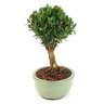 bonsai_buxus_harlandii_2_anos_17_cm_11768_2_a2726c13f347c623ad156ca19dec9906