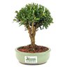 bonsai_buxus_harlandii_2_anos_17_cm_11768_3_cbabcb65faad3f14c940b859faf23709