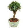 bonsai_buxus_harlandii_2_anos_17_cm_11768_4_1d6438aa0ff24af1f009991cc65fab5f