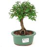 bonsai_caliandra_rosa_3_anos_23_cm_11842_1_9556a7dfb12738375f8ac5040e854907