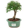 bonsai_caliandra_rosa_3_anos_23_cm_11842_3_0d20a92eee1eaacd0019cef8a40aa5d8