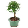 bonsai_caliandra_rosa_3_anos_23_cm_11842_4_e1e3095b694be0de051643eb73b06f10