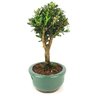 bonsai_buxus_harlandii_2_anos_19_cm_11924_2_16629a8d3c7075cc6fac5368856ee01c