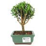 bonsai_buxus_harlandii_2_anos_17_cm_11926_1_c90982ddd34cbbbe586f83c61db8b4fa
