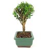bonsai_buxus_harlandii_2_anos_17_cm_11926_2_f1c719d6d51f9a965bb080b9a175ab2e