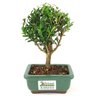 bonsai_buxus_harlandii_2_anos_17_cm_11926_3_1df52e6ef9f0e476161fe77d90520f12