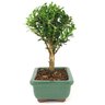 bonsai_buxus_harlandii_2_anos_17_cm_11926_4_9493804148ddd3ff0a5cedf5a9fa05f3