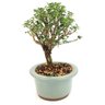 bonsai_serissa_rosa_3_anos_19_cm_11994_2_4065e155933884f67168428bcc5c645a