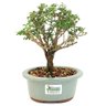 bonsai_serissa_rosa_3_anos_19_cm_11994_3_99d9f071d1cd74e75f7b6c804c95bc88