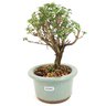 bonsai_serissa_rosa_3_anos_19_cm_11994_4_f16a5ab83ffec45d2b568f138e05e0e2