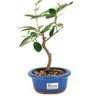 bonsai_araca_vermelho_3_anos_28_cm_12004_1_2e61e4992f6bc48de2ebfbf688593333