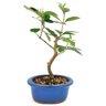 bonsai_araca_vermelho_3_anos_28_cm_12004_3_c31ec32c9497f5af4f17c745ad1c6bfd