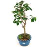 bonsai_araca_vermelho_5_anos_36_cm_12006_4_2739ee2db7c5de67315489be00654f8c