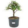 pre_bonsai_caliandra_rosa_4_anos_27_cm_12048_1_4beb137017edd7cbde393f77aab61ba5