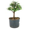 pre_bonsai_caliandra_rosa_4_anos_27_cm_12048_2_528bace0c01b2b248d26dc0d8edf77ed