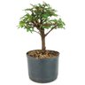 pre_bonsai_caliandra_rosa_4_anos_27_cm_12048_3_f79ab97c258c6224c3fc3c24c5bfad0b