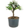 pre_bonsai_caliandra_rosa_4_anos_27_cm_12048_4_c05051697fafb15a64dc315f78c63560