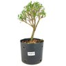 pre_bonsai_serissa_chinesa_3_anos_26_cm_12060_1_ac826e12eef9a45ec8d63183dec5a2cc