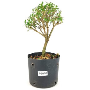 pre_bonsai_serissa_chinesa_3_anos_26_cm_12060_1_ac826e12eef9a45ec8d63183dec5a2cc