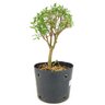 pre_bonsai_serissa_chinesa_3_anos_26_cm_12060_2_292d491962066476178ca5de58fc364d