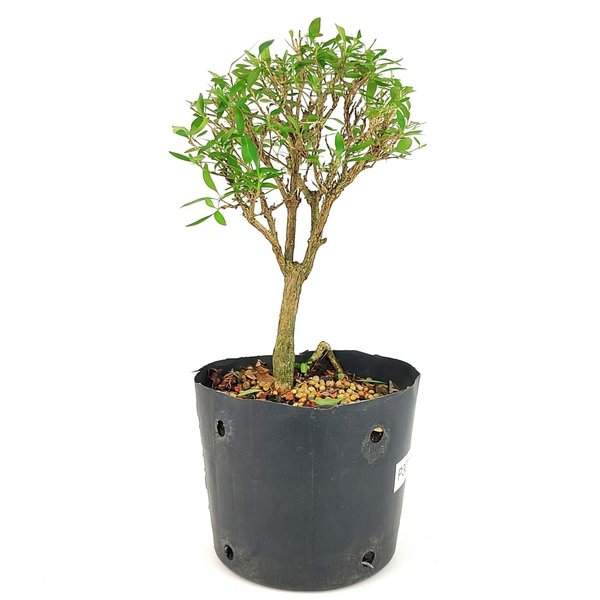 pre_bonsai_serissa_chinesa_3_anos_26_cm_12060_2_292d491962066476178ca5de58fc364d