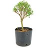 pre_bonsai_serissa_chinesa_3_anos_26_cm_12060_3_f5f69a7ba009b7eccf262249d95a6092