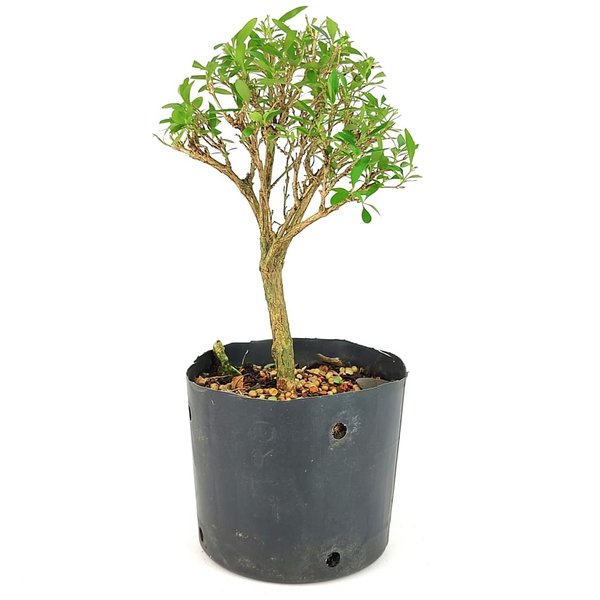 pre_bonsai_serissa_chinesa_3_anos_26_cm_12060_3_f5f69a7ba009b7eccf262249d95a6092