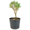 pre_bonsai_serissa_chinesa_3_anos_26_cm_12060_4_8ed4cb2d51fb012ee76c8d245c744af7