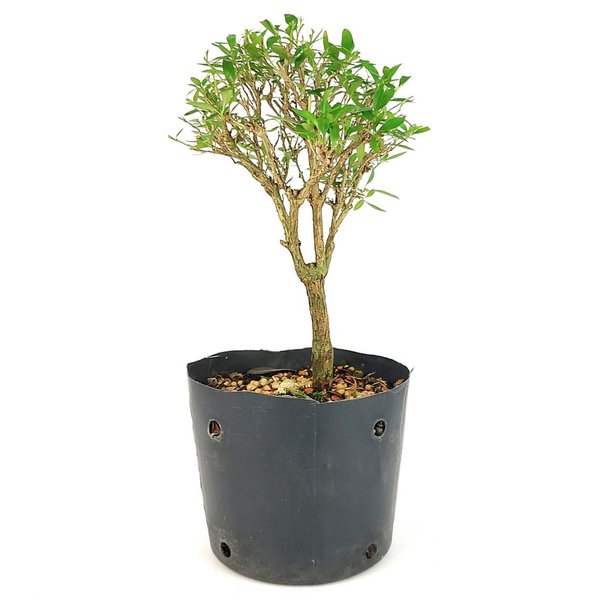 pre_bonsai_serissa_chinesa_3_anos_26_cm_12060_4_8ed4cb2d51fb012ee76c8d245c744af7