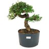 pre_bonsai_caliandra_rosa_14_anos_37_cm_12098_1_5e1fca1f9271d911a4e415c720b19b88