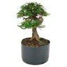 pre_bonsai_caliandra_rosa_14_anos_37_cm_12098_2_0d43fd0f262b258437f5d81744b7e44e