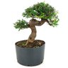 pre_bonsai_caliandra_rosa_14_anos_37_cm_12098_3_0032a8ff0119e2f067eb2c0c49ad1cde