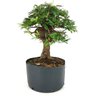 pre_bonsai_caliandra_rosa_14_anos_37_cm_12098_4_c32cb4f981675aaacb5d977c1c946daa