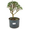 pre_bonsai_serissa_dobrada_4_anos_27_cm_12120_1_04d098564fbf0b8a9684e16f8032f1f9