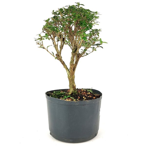 pre_bonsai_serissa_dobrada_4_anos_27_cm_12120_2_300bb8c67cdf9891936766c8d6bec2ac