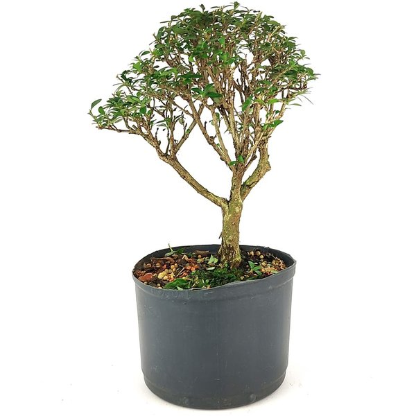 pre_bonsai_serissa_dobrada_4_anos_27_cm_12120_3_7027a6dc9f4496cfb393ecd9a551e344